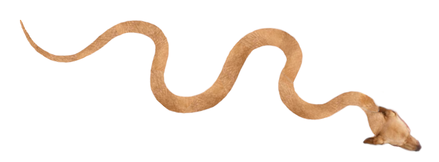 swillcockson's tweet photo. @joshtweeterson Dunno what you had in mind, but took a little time out of my morning for these. Not the greatest, but hey, neither would be a real snakedog. https://t.co/KZ4lHrmorQ