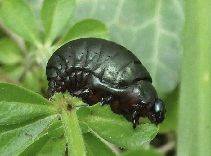 bernoid's tweet photo. Many will have seen Bloody-nosed Beetles about this summer but how many have spotted their larvae? Proper beef-bus chub-grubs, they are. Super cool! #bloodynosedbeetlelarva #bloodynosedbeetle #larva #larvae #lookingatbugs #beetle #beetlelarvae #chubgrub https://t.co/TWBWRgaJvI