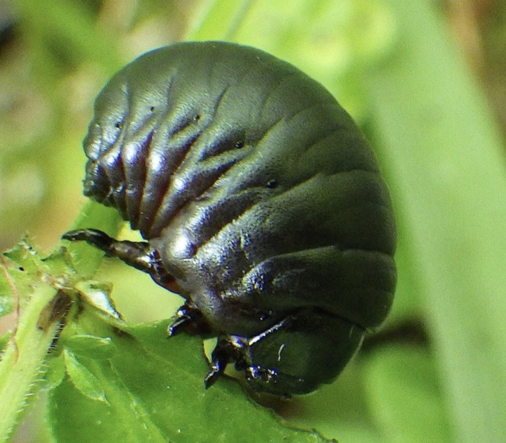 bernoid's tweet photo. Many will have seen Bloody-nosed Beetles about this summer but how many have spotted their larvae? Proper beef-bus chub-grubs, they are. Super cool! #bloodynosedbeetlelarva #bloodynosedbeetle #larva #larvae #lookingatbugs #beetle #beetlelarvae #chubgrub https://t.co/TWBWRgaJvI