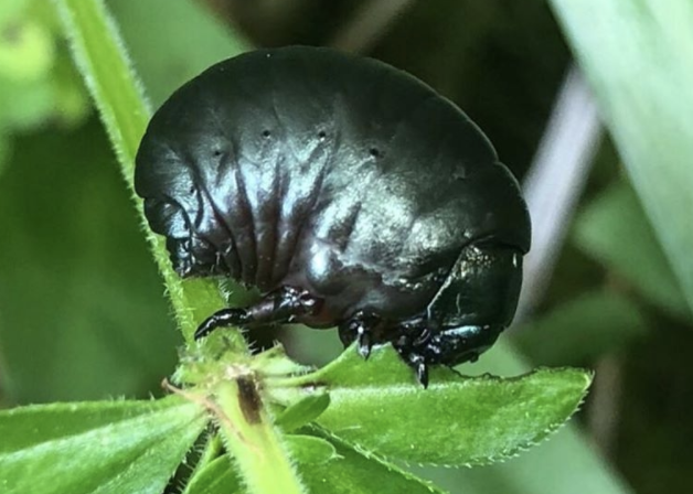 bernoid's tweet photo. Many will have seen Bloody-nosed Beetles about this summer but how many have spotted their larvae? Proper beef-bus chub-grubs, they are. Super cool! #bloodynosedbeetlelarva #bloodynosedbeetle #larva #larvae #lookingatbugs #beetle #beetlelarvae #chubgrub https://t.co/TWBWRgaJvI