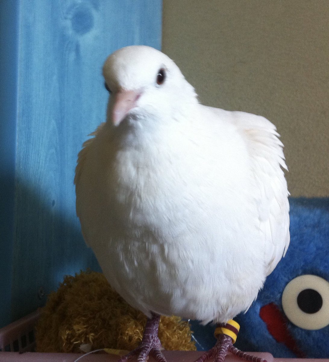 4646po's tweet photo. 8月10日に迷子になった白いハト（銀鳩）を探してます。見かけた方はぜひともご連絡をお願いします。
[地域] 京都市左京区　吉田・岡崎エリア　京大病院付近より逃がしてしまいました😭
#迷子鳥 #探しています#拡散希望
#京都市#ハト https://t.co/S7ytZ9k9A2
