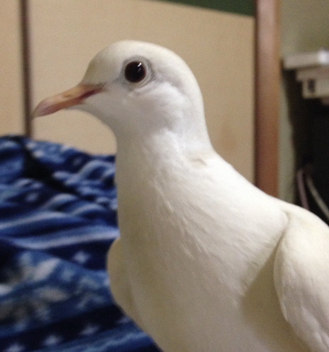 4646po's tweet photo. 8月10日に迷子になった白いハト（銀鳩）を探してます。見かけた方はぜひともご連絡をお願いします。
[地域] 京都市左京区　吉田・岡崎エリア　京大病院付近より逃がしてしまいました😭
#迷子鳥 #探しています#拡散希望
#京都市#ハト https://t.co/S7ytZ9k9A2
