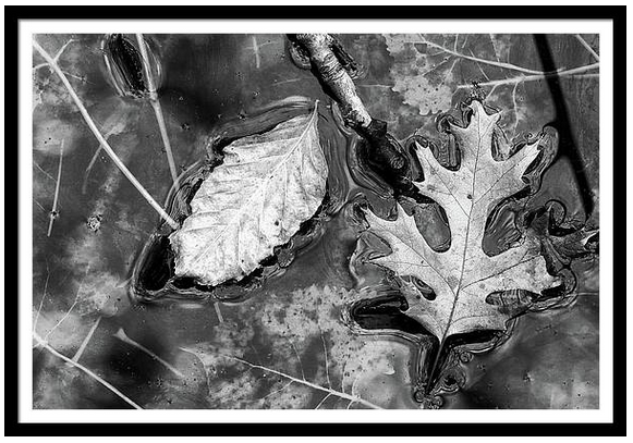 marybedy's tweet photo. Fall Pond 3 2018 1 BW
https://t.co/NFNu0Trcup
#blackandwhitephotography #fallpond #wetland #floatingleaves #fallleaves #marybedy https://t.co/My2tIG1Vhq