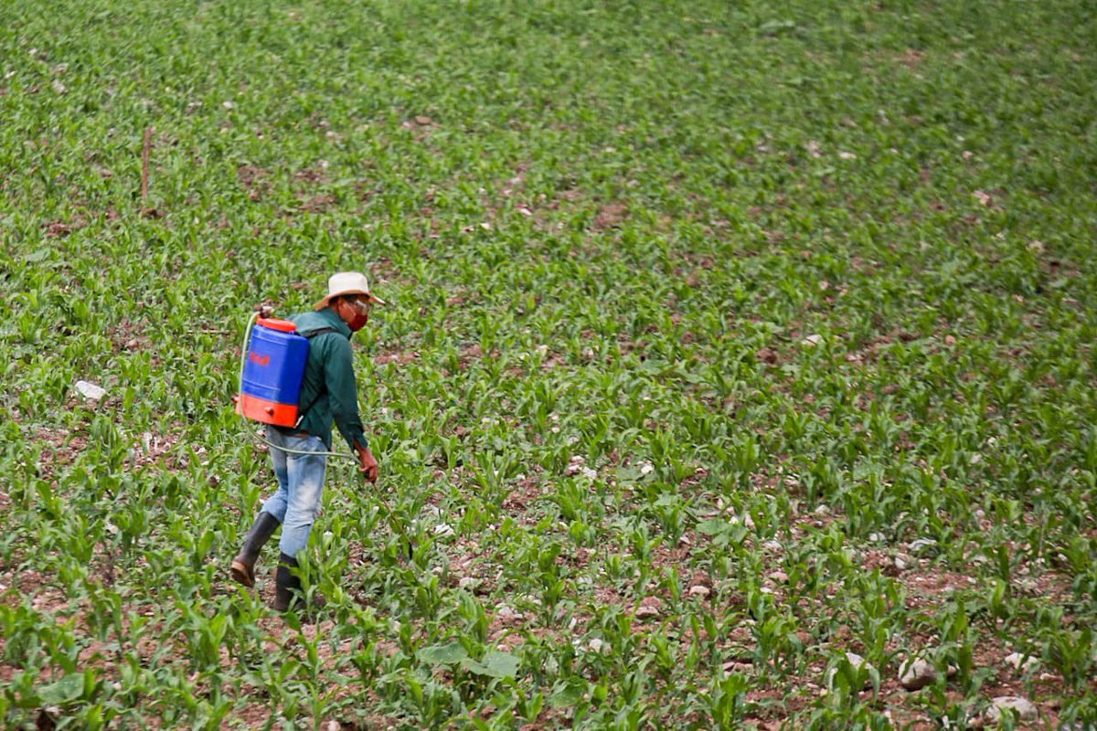 HectorAstudillo's tweet photo. A pesar de la difícil situación económica que ha dejado la pandemia de #COVID19, el apoyo al campo no paró. El programa de fertilizante gratuito que le planteé al presidente @lopezobrador_ hace dos años hoy llega a los 81 municipios del estado. #GuerreroVaBien https://t.co/g4mXHwleLT
