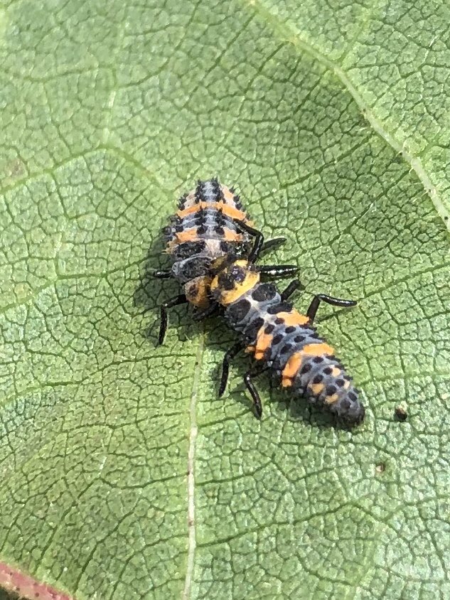 Lady beetle nymphs turning to cannibalism when the aphids run out. Between them and the aphid fungus the aphids are declining rapidly in a lot of fields.