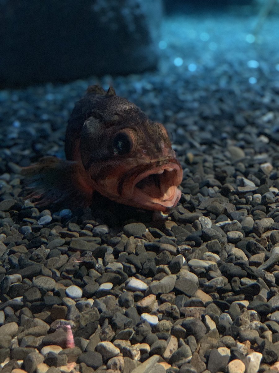 口開けたままフリーズしてるちょっと出っ歯な魚