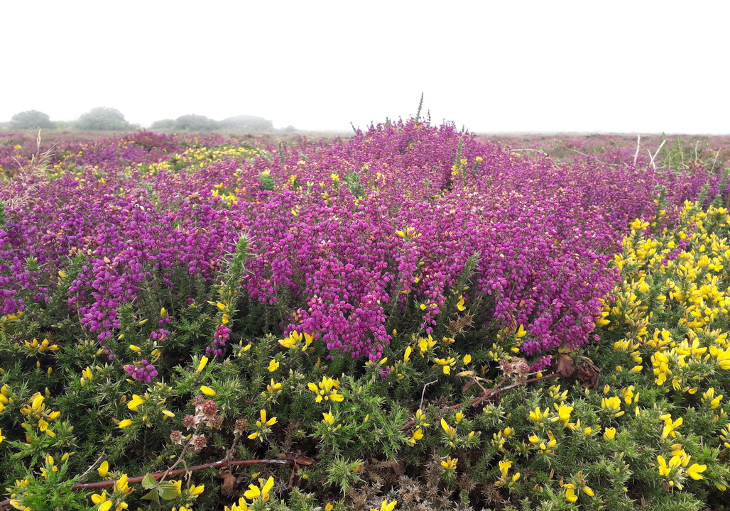 Penwith Landscape Partnership tweet media