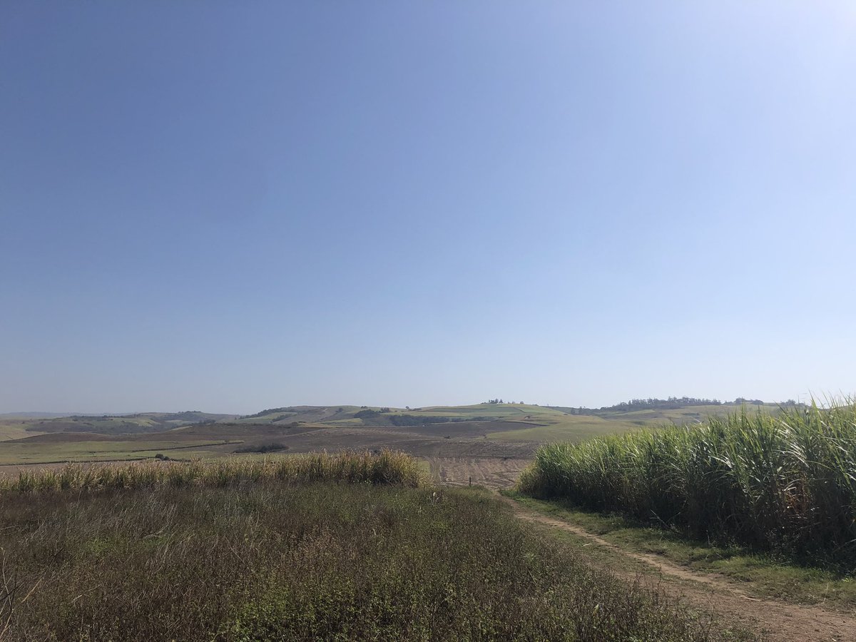 Phathokuhle Zondi tweet media