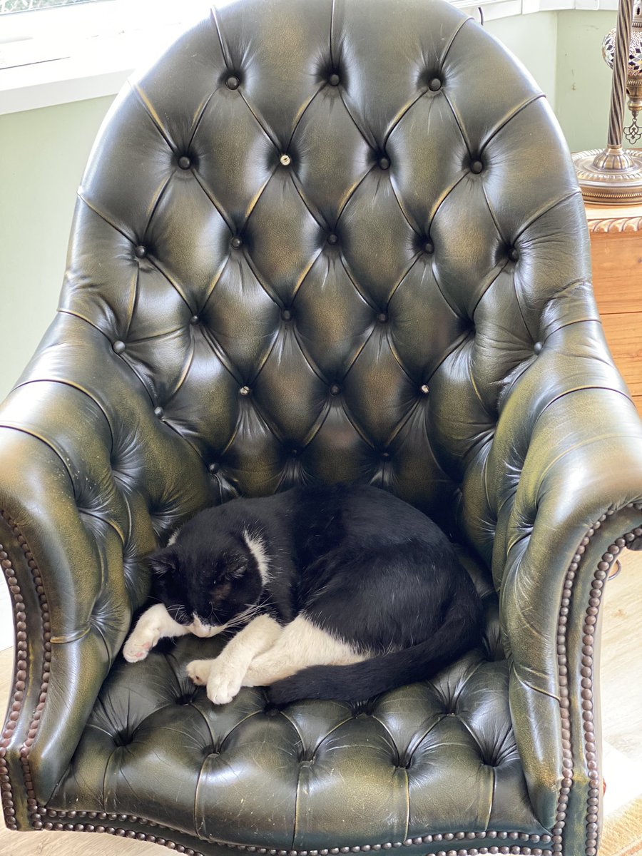SpanielsSuper's tweet photo. Mummy! Mummy! Muuuuummmmy Quick! Look at this ....how very dare she? That’s my seat! MY SEAT! Remember I’m the best PA in the world & she’s just a cat! I was promoted to that seat from the beanbag 😭💔😡 #AnotherBadDay #BestPAInTheWorld #DratThatCat #DogsOfTwitter #CatsOfTwitter https://t.co/ObomJKnlSC