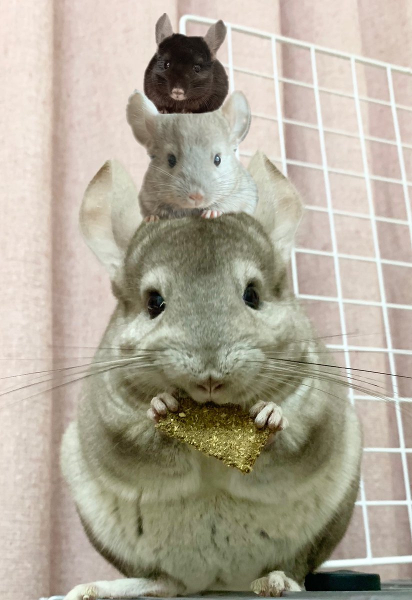 ট ইট র もぴ えもん 我が家のトトロと小トトロとまっくろくろすけ チンチラ トトロ まっくろくろすけ