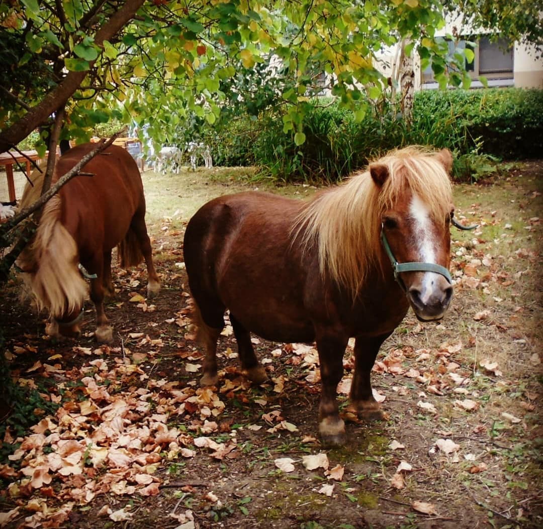 HIOWH_NHSFT's tweet photo. Our Bluebird House recently opened their farm! 🐴🐐🦆

The team have welcomed lots of adorable furry friends to the farm to be enjoyed by service users and staff members!

Find out more on the team's Instagram account https://t.co/p0YwZpe7mP

#occupationaltherapy #HappyFriday https://t.co/AAHjxKAnES