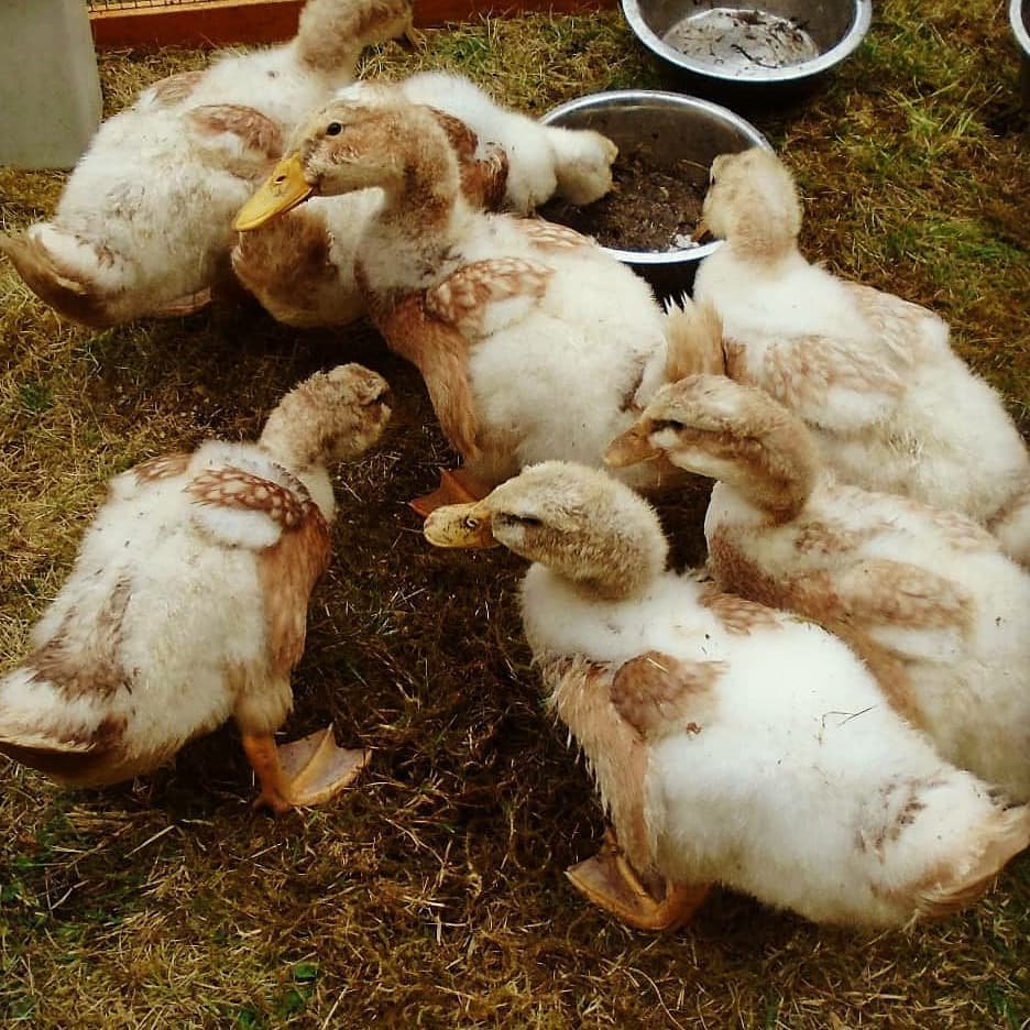 HIOWH_NHSFT's tweet photo. Our Bluebird House recently opened their farm! 🐴🐐🦆

The team have welcomed lots of adorable furry friends to the farm to be enjoyed by service users and staff members!

Find out more on the team's Instagram account https://t.co/p0YwZpe7mP

#occupationaltherapy #HappyFriday https://t.co/AAHjxKAnES