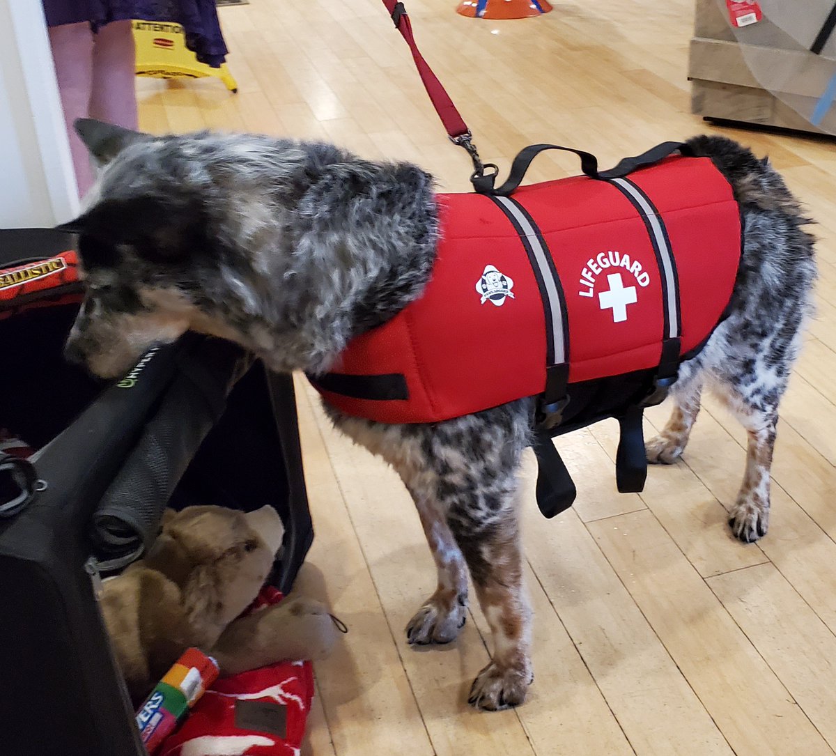 Kona's ready for a weekend in the water with his new life vest from our store! 🌊🐠 What are you and your furry friends up to this weekend...any water fun?!