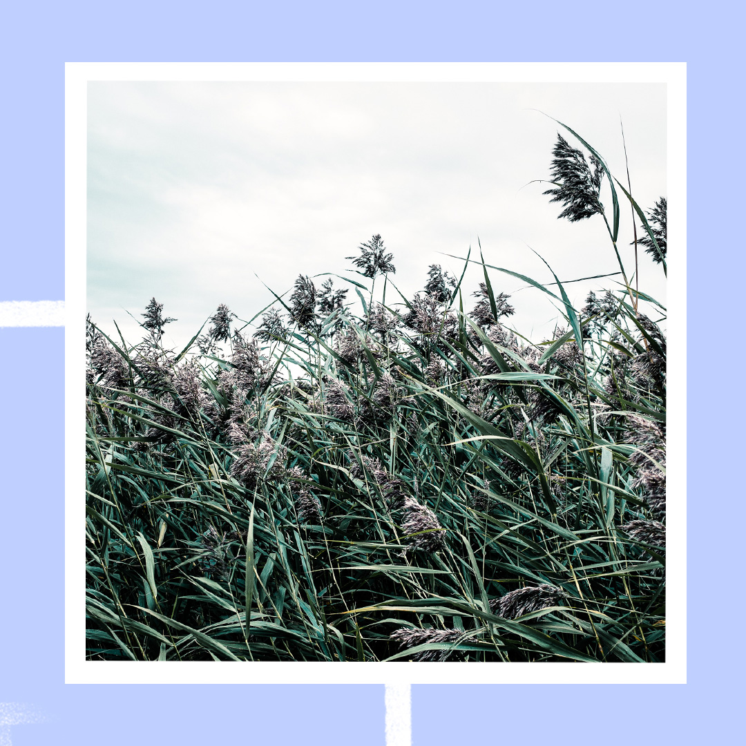 HCBetterDays's tweet image. Look at all the beautiful flowers of the field. They don’t work or toil, &amp;amp; yet not even Solomon in all his splendor was robed in beauty more than one of these! 
Matthew 6:28-30