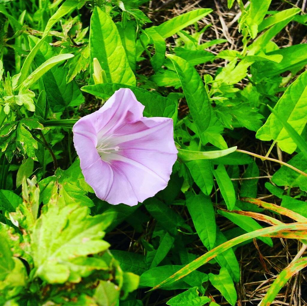 Flower Shots Twitter Search Twitter