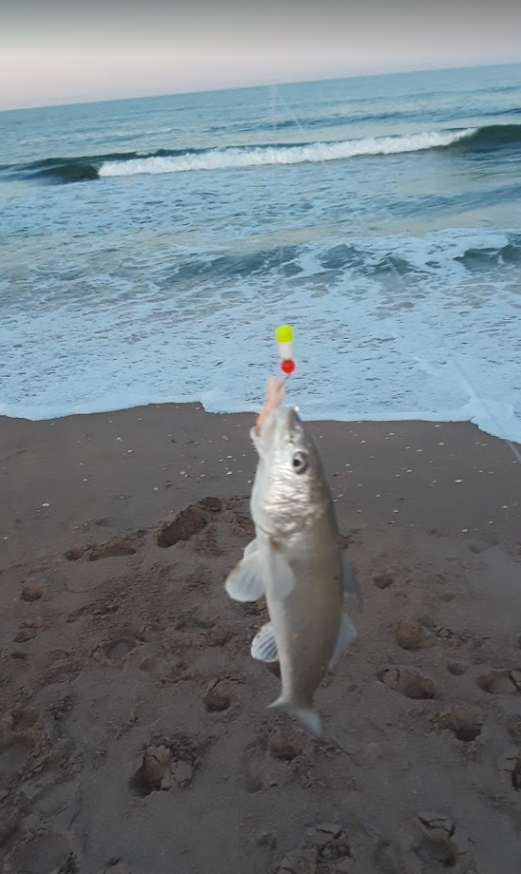east_surf's tweet photo. ๐ฃ Florida Fishing Reports ๐ Week of 8-10-2020 ๐๐ #Florida #Eastcoast #Surffishing #Fishingreports #Fishing #Anglers #Fishreports https://t.co/S9Rf3BWAHz https://t.co/MZnt55ex84