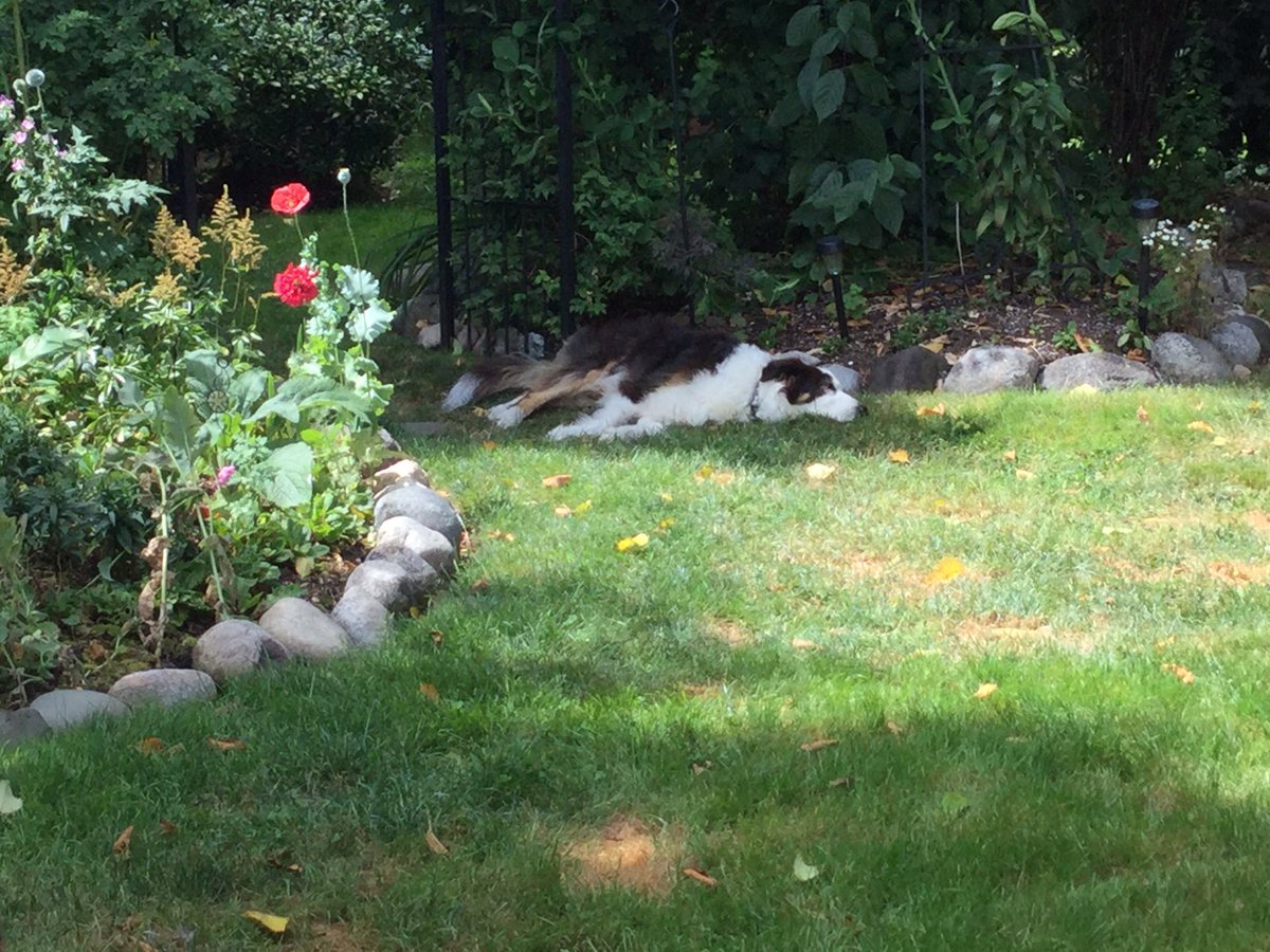 joinnewton's tweet photo. Finding the shade! #rocky #bordercollie @NEWS1130Weather thx for the Newton mention https://t.co/kC3SItSWW1