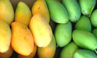 and finally mangoes. the only thing I accept in this thread