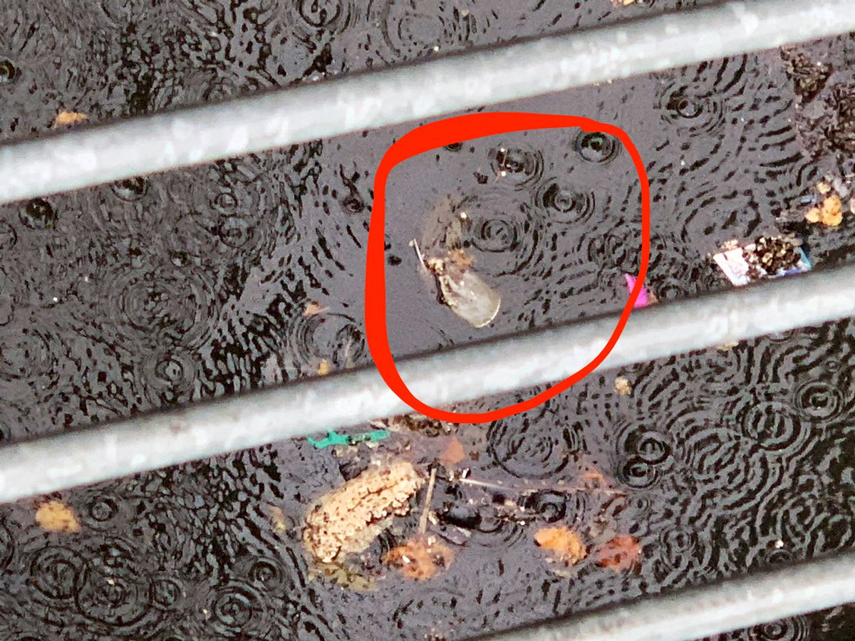 deedeelea's tweet photo. Sewage overflow at the @noordinarypark wetlands again, on its way into the River Lea 🌧 💩 @LDNWaterkeeper https://t.co/celKJU52qq