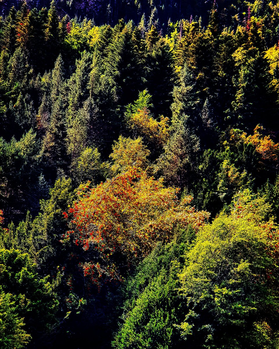 DalenValle's tweet photo. Pareciera que los serbales de cazadores comienzan a presentir el otoño. #FinVerano #serbales #bosques #ValleBujaruelo #Ordesa #Pirineos #Huesca #Aragón https://t.co/2jQibA1QvL