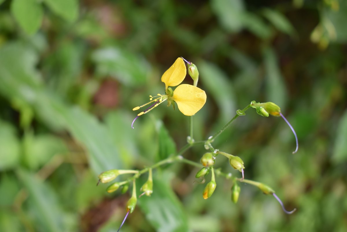 The East African Herbarium (EA) tweet media