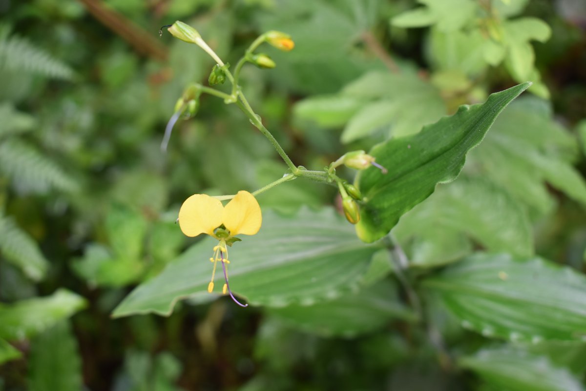 The East African Herbarium (EA) tweet media