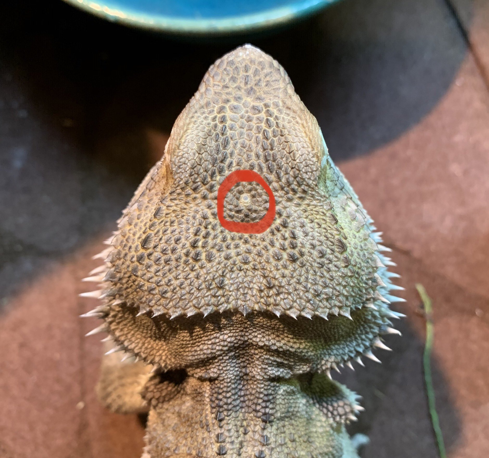Clara Riemann Sum On Twitter Bearded Dragons Have A Photosensitive Scale On The Top Of Their Head Https T Co Uele0wpst6