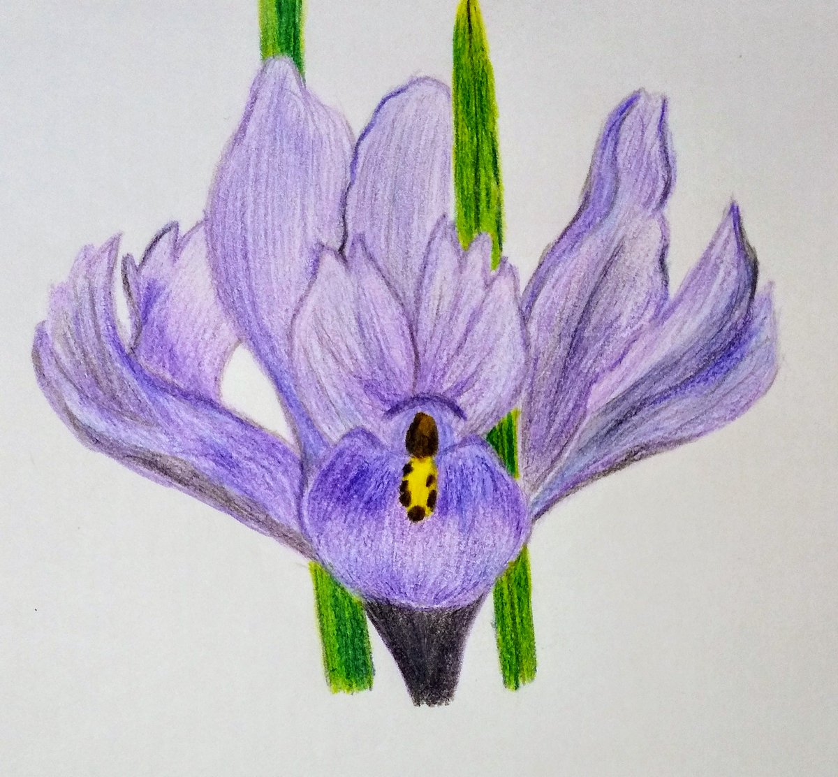 Twoucan あやめ の注目ツイート イラスト マンガ コスプレ モデル