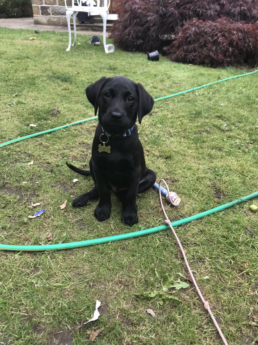 christolsonHT's tweet photo. @Headfornothing1 Snap 😀 Jasper is 11 weeks old & full of life - coming to school in September😀 #verylively😂😆 https://t.co/bbsP0Dmxmc