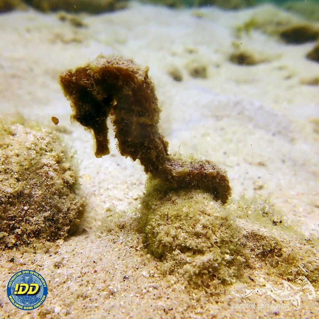 RGDives's tweet photo. Posing at Curaçao...😎🌴🇨🇼#tauchen #diving #duiken #fun #curacao #relaxedguideddives #scuba #scubadiving #travel #explore #discover #oceanreef #cressi #adventure #padi #seaturtle #turtle #divecuracao #bestvacations #travel #duikeninbeeld #todo #bucketl… https://t.co/CAgrR0liMZ https://t.co/JZuWn6J8j6