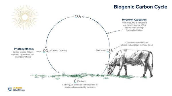 Methane is 28x more potent than CO2. But, over a short period of time – about 10 years – that methane decays into the atmospheric pool of CO2. Biogenic methane is different than fossil carbon in that it is part of the biogenic carbon cycle. 6/