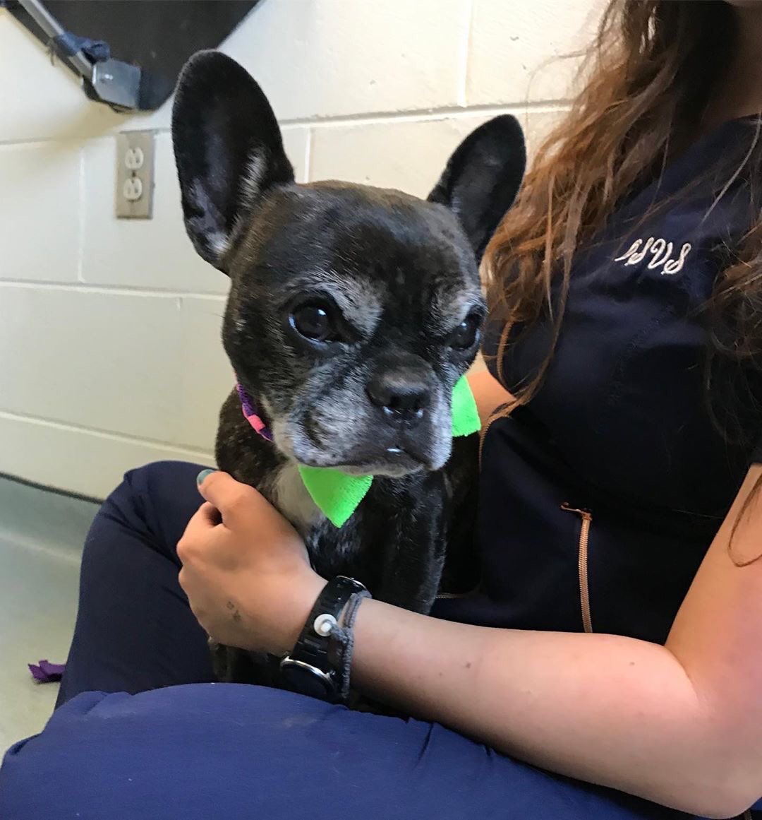 Flashback Friday 
❤️reposting the August 14th 2019.. 😍
THEY FOUND HER!!!!!!!!!! The Amazing officers at Newport PD Found COCO!!!! #jessejames #CocoLoco #fbf #payupsucker #frenchie