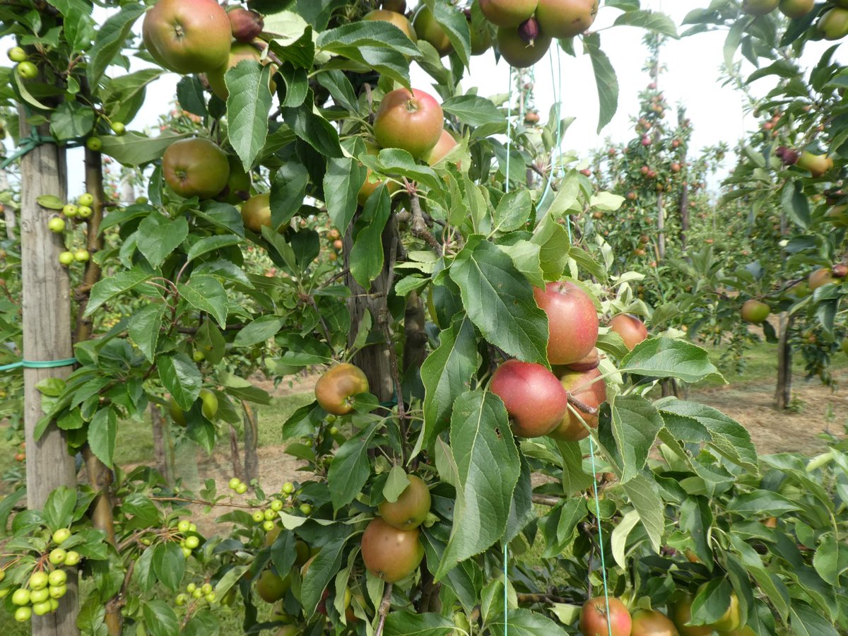 Nieuwsgierig naar nieuwe strategieën om de kwaliteit van appels en peren te verbeteren?  Kom dan naar de velddag fruitteelt bij Fruitbedrijf Wouters, 18 augustus in Reijmerstok. limburgsegrond.nl/agenda/velddag/. Ook spuitlicentie. <a href="/DelphyFruit/">Delphy Fruitteelt</a> <a href="/Hesselmarketing/">Hesselmarketing</a> en <a href="/hansSmeets6/">hans Smeets</a>