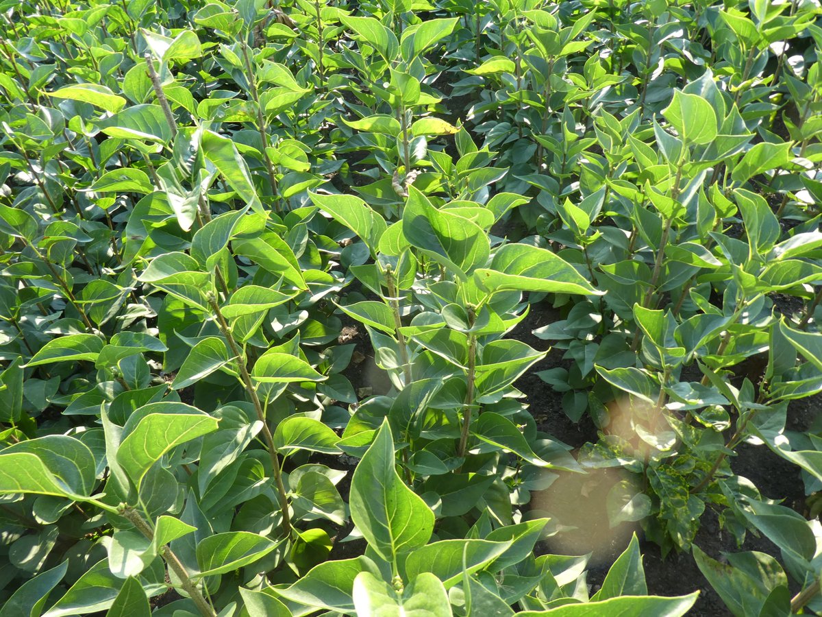 Advies geven in de boomkwekerij is een machtig mooi beroep. Zeker als je bij klanten komt, zoals bij boomkwekerij Leune in Benthuizen waar je een magnifiek mooi gewas staat. En dat vrijwel zonder inzet van chemische middelen.  De basis ook hier is meten = weten.