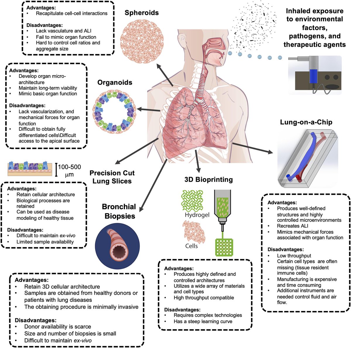 KambezBenam's tweet photo. Interested in lung organotypic living systems that emulate human-relevant host–environment/pathogen interactions? Then check out our latest article @BenamLab @CUDenverBIOE @CUAnschutz @CrnicInstitute  @CUInnovations @FrontBioeng! 

https://t.co/sWEh4ZonvZ https://t.co/btVC7p5JLa