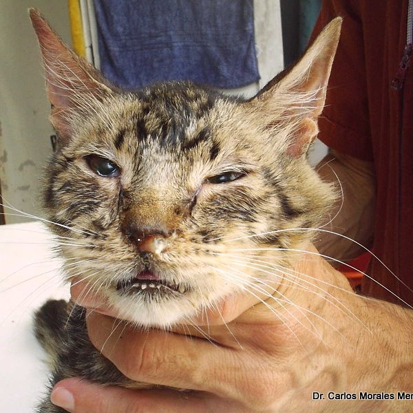 Ayupec_Org's tweet photo. Si tu gato o gata está destornudando, comienza a achicarse un ojo, lagrimea y/o con abundante mucosidad nasal de manera progresiva... Entonces tu gat@ tiene #RINOTRAQUEITIS. 
Esta enfermedad es grave para los felinos y Extremadamente muy contagioso #Arica https://t.co/0c8C00jgIZ