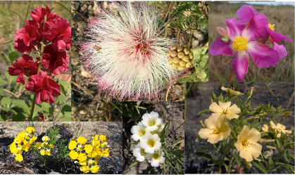 LEVeg_Unesp's tweet photo. Did you know that fire influences the reproductive processes of Cerrado’s plants? Check out this awesome text wrote by @HeloizaZirondi our Ph.D. student! 
https://t.co/FwYcJSvCdR
@Unesp_Global @AgenciaFAPESP #WomenInSTEM #diversityinSTEM #firecology #cerrado #tropicalsavannas https://t.co/rAD9qzvTNe
