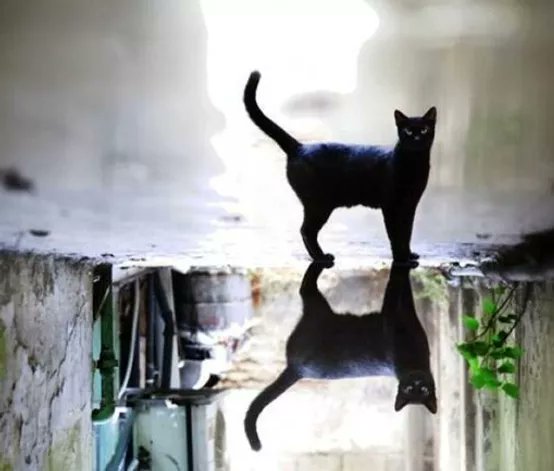 Брутальный Котэ tweet media