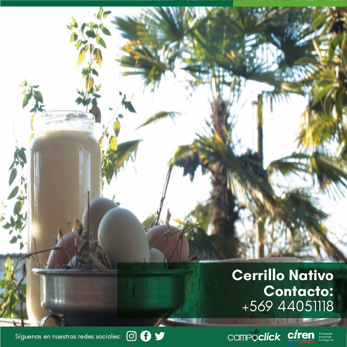 CIREN_CHILE's tweet photo. Te presentamos a Consuelo y su emprendimiento "Cerrillo Nativo"en Curicó. Tiene quesillos, quesos, hortalizas, leche natural, y tortillas de rescoldo, todo 100% orgánico y fresco. Puedes ubicarla descargando gratuitamente la aplicación móvil #CampoClick o llamando al +56944051118 https://t.co/qHIMFO9M6m