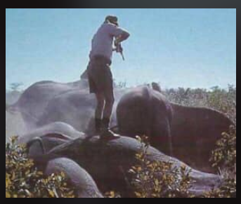 ChasseAbolition's tweet photo. #RonThomson a tué plus de cinq mille éléphants. Il affirme qu'il a ′′ de loin chassé plus que tout autre homme vivant."
#assassin https://t.co/EbntkTO1G1