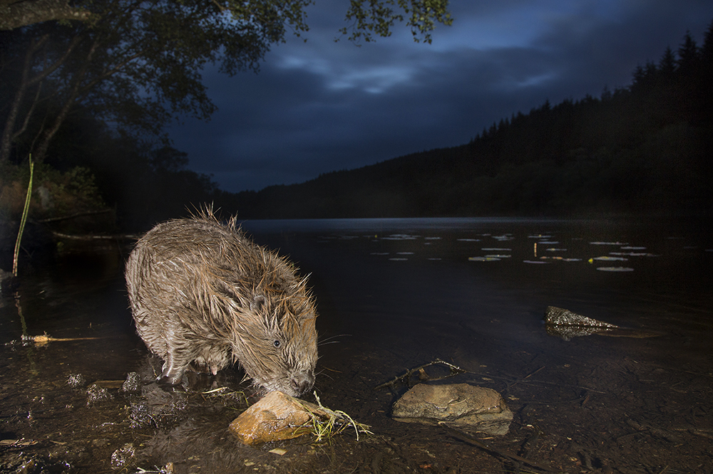 End the pointless and preventable slaughter of beavers in Scotland. You can help by signing this petition. #movedontkill parliament.scot/GettingInvolve…