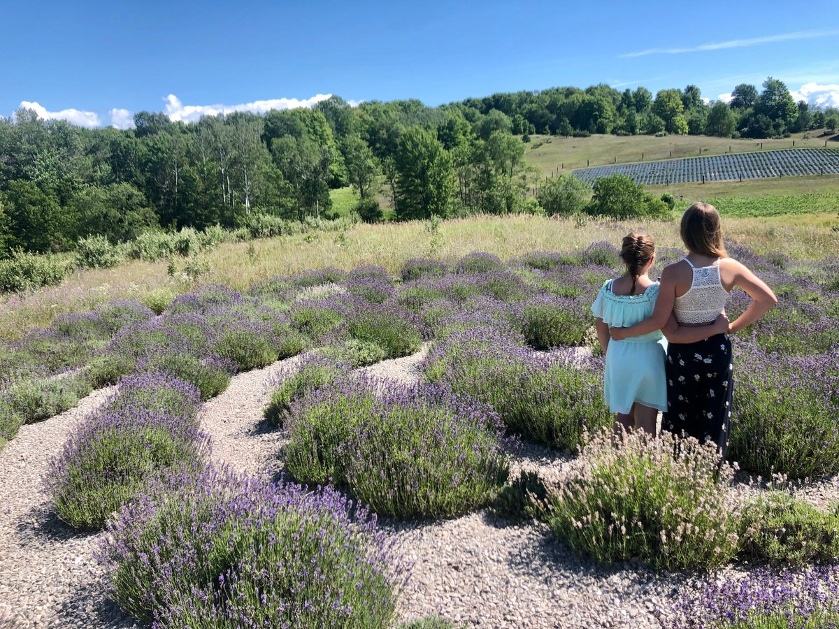 CPfuehler's tweet image. May your Friday be calm and well. #fridaymorning #greatlakesstate #lavender #michigangsters #mittenlove #puremichigan #upnorth