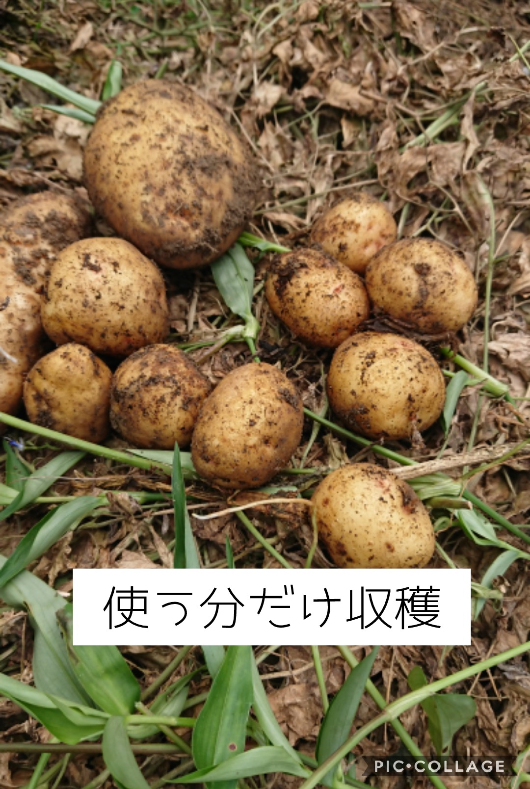 農家妻 しばさく ずっと植えっぱなしで放置栽培のじゃがいも畑 使う分だけ収穫 小さな芋や 緑に変色したものは 土の中へリリース こうして何年も育ててきました いや 育ってくれました 無肥料です そして 連作障害は出てません 農家妻 農家妻 しばさく ずっと植えっぱなしで放置栽培のじゃがいも畑 使う分だけ収穫 小さな芋や 緑に変色したものは 土の中へリリース こうして何年も育ててきました いや 育ってくれました 無肥料です そして 連作障害は出てません 農家妻