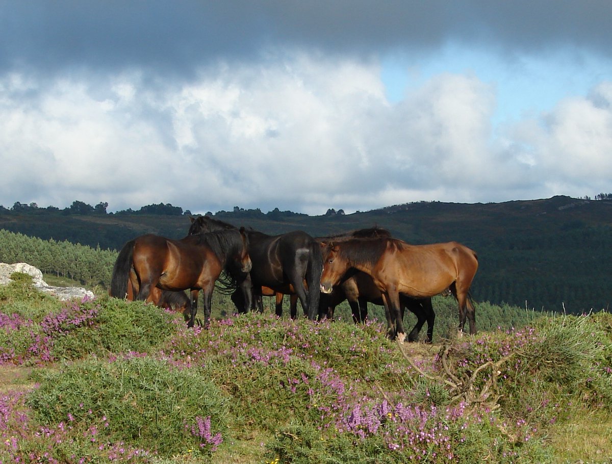 wildequus's tweet photo. A band of native Galician ponies rests atop a hillock in the area surrounding Sabucedo (#Galicia). After Australia and the United States, Galicia in Spain has the 3rd largest free-roaming population of #horses.
📷@wildequus
#equine #animals #nature https://t.co/UatZEbiyeZ
