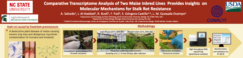 KnDArcangelo's tweet photo. #PlantHealth2020 may be coming to a close, but don't forget there's still time to check out meeting content! Take a look at @afsalcedo's poster using transcriptome analysis on #maize lines for insight into #StalkRot resistance mechanisms: https://t.co/FBZ8T7dZwu @QuesadaLabNCSU https://t.co/7QP1Qn4gNh