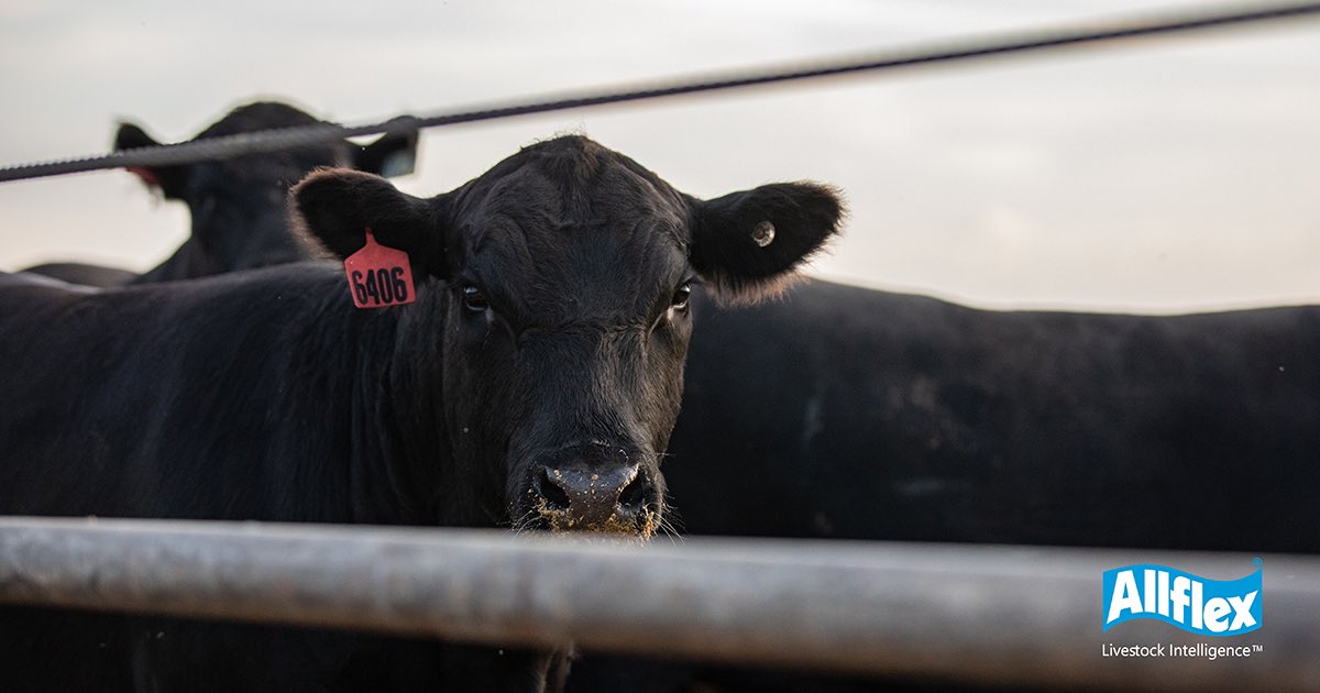“Demand for high-quality beef has never been greater and EID allows our product to be able to be traced back to us because of the Allflex tag,” says Jason Anderson of Power Genetics

allflex.global/na/testimonial…