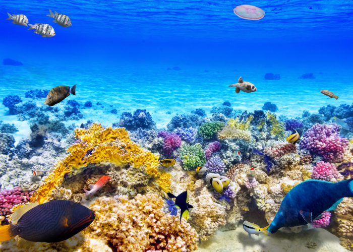 ダレル・フック 原画 オーストラリア グレートバリアリーフ ダレル