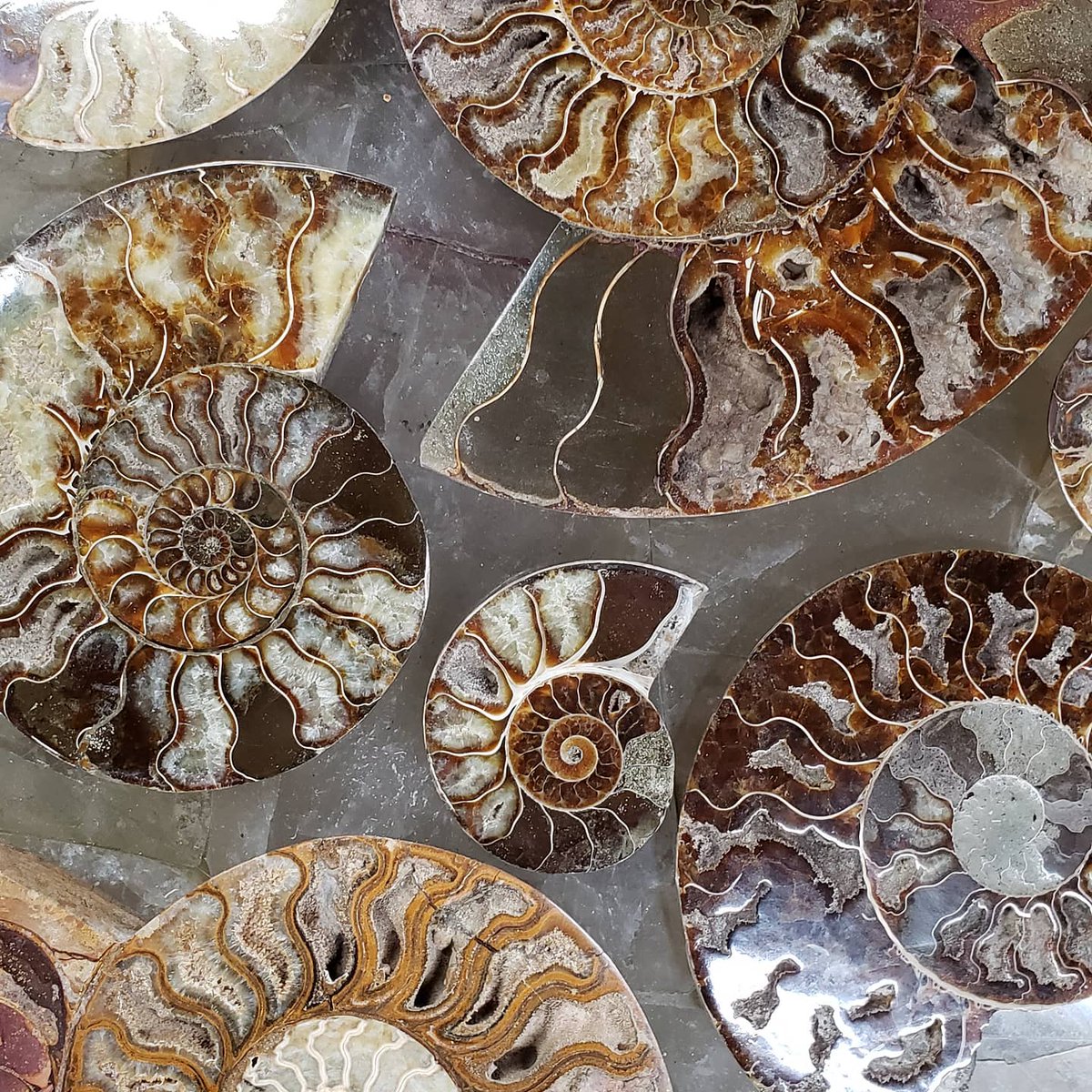 Our ammonites are outta this world! Or, well, from really deep in this world. All sizes, all kinds: Polished and sliced pairs, raw and whole, tiny and huge. You can even turn them into jewelry!

#Madagascar #fossils #ammonite #ammonitefossil #minerals #geology #HomeDecor #nature