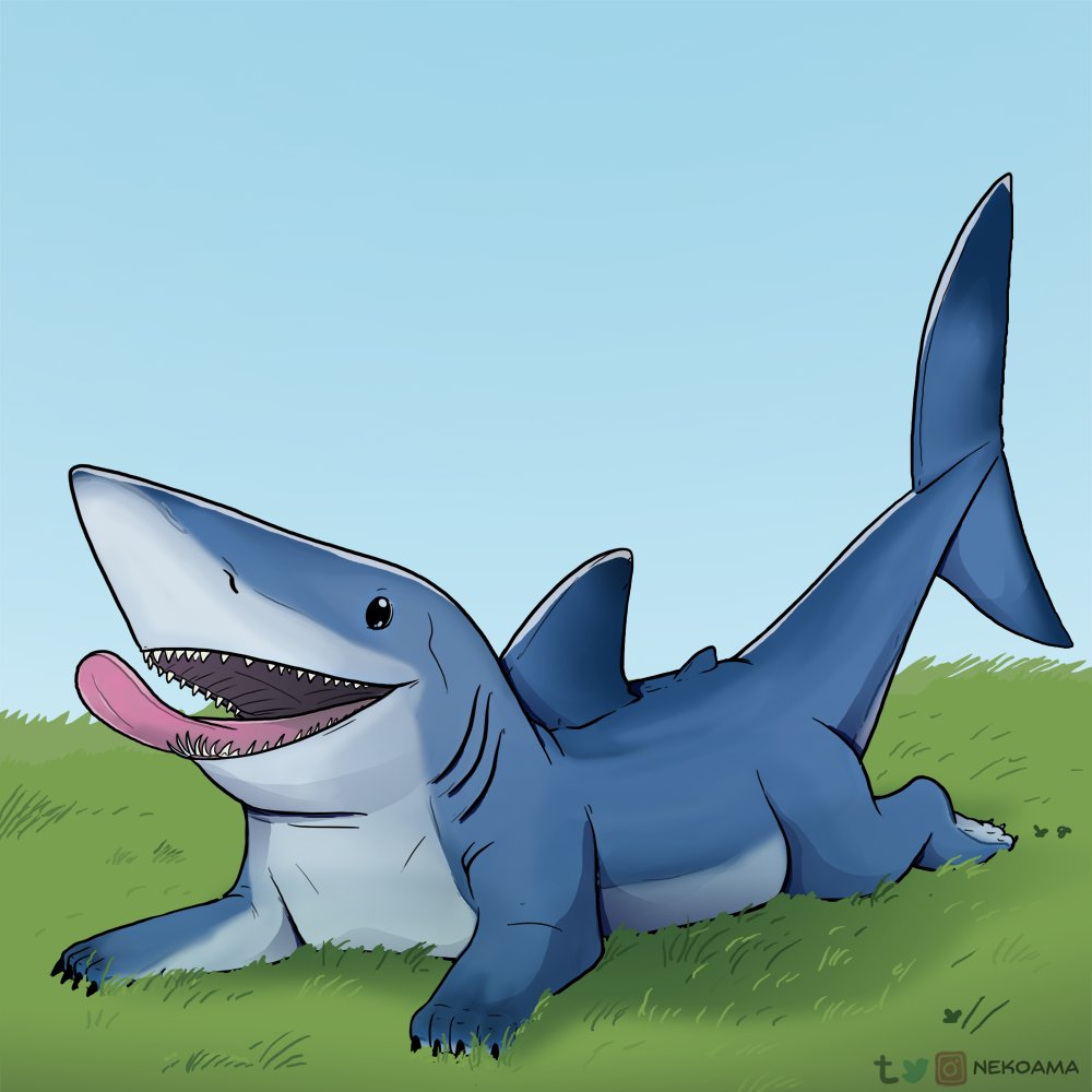 Mako Sharkpup