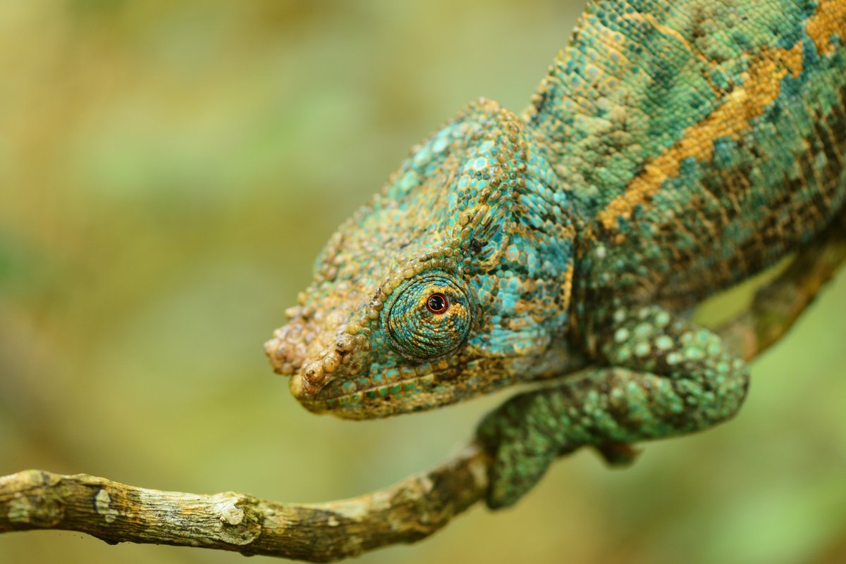 Chameleons, Chamaeleonidae (96 species), might have originated on Madagascar—the jury is still out. Madagascar has five genera, ranging from the cat-sized Furcifer oustaleti to the TINY Brookesia micra and relatives. New species are discovered all the time. #WorldLizardDay